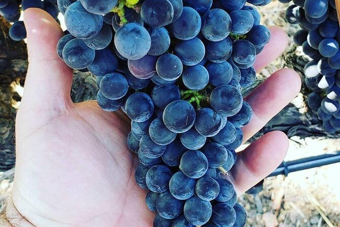 6-Hour Luxury Napa Wine Tasting Tour with Route Planning - Luxury Transportation: Sedan, SUV, or Stretch Limo Comfort