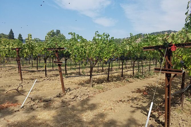 6-Hour Private Wine Tasting Tour with a Sample Stops - The lunch picnic: what you should do to avoid stress