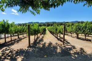 6-Hour Sparkling Wine Tour of Napa Valley - 6 Hours in Napa Valley: How the Bubble-Focused Flow Works