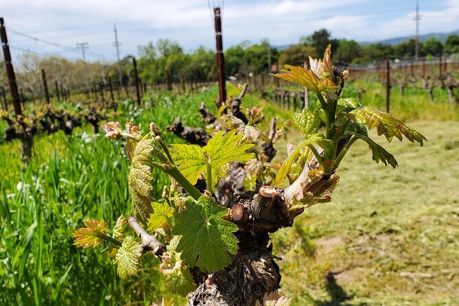 6-Hour Sparkling Wine Tour of Napa Valley - Who This Tour Fits Best (and Who Might Want Something Else)
