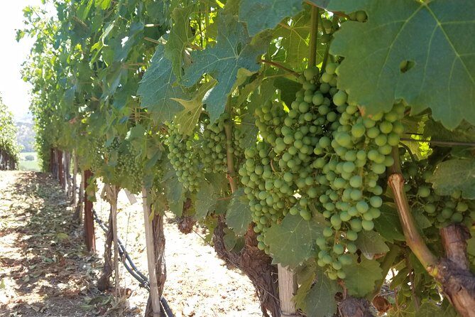 8 Hour Private Tour in Napa Valley Winery - Timing, Food, and Keeping Yourself From Getting Stuck