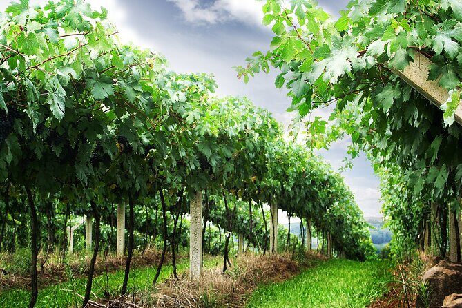 8 Hour Private Tour in Wine Country from San Francisco - Price and logistics: what $945 really buys you
