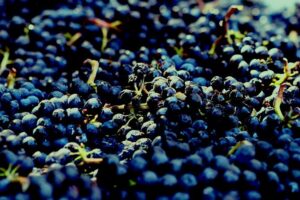 8 Hour Private Tour in Wine Country from San Francisco - The 8-hour flow and what it feels like in practice