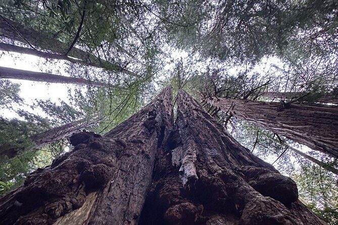 Alcatraz Plus Muir Woods and Sausalito Combo Tour - Muir Woods National Monument: 1 Hour 20 Minutes With Coastal Sequoias