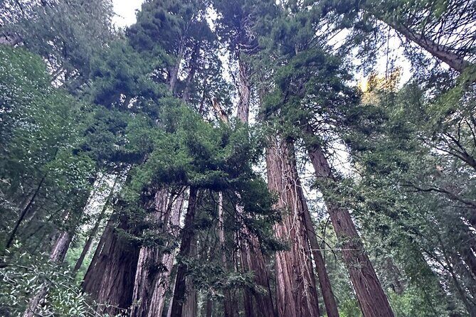Alcatraz Plus Muir Woods and Sausalito Combo Tour - Tour Pace: Where It Works and Where It Can Feel Tight