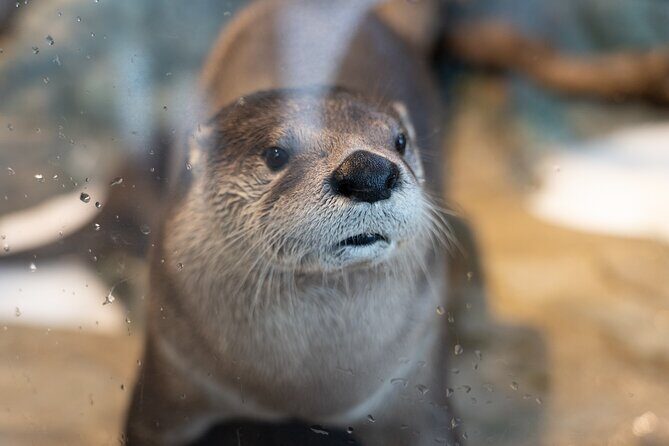 Aquarium of the Bay VIP Experience - What’s Included, What’s Not, and the Small Comfort Details