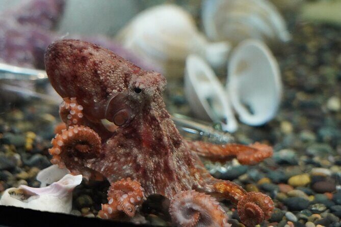 Aquarium of the Bay VIP Experience - Booking Timing, Group Size, and How Crowds Change the Feel