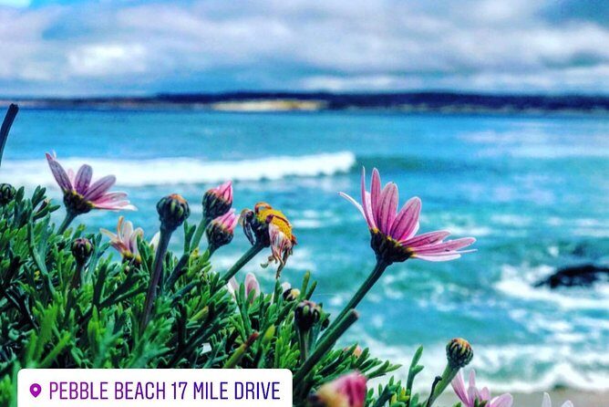 Carmel / Monterey Hwy 1 tour - The 17-Mile Drive return: cypress trees and coast views