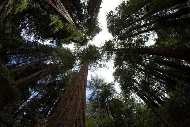 Combo Tour: Muir Woods, Sausalito and Sonoma Wine Country Tour - Why this Muir Woods–Sausalito–Sonoma combo works in one long day