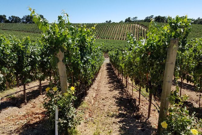 Custom 8-Hour Napa Valley Wine Tour in a Luxury Vehicle - The 8-Hour Napa Valley Tasting Plan: What You Can Expect