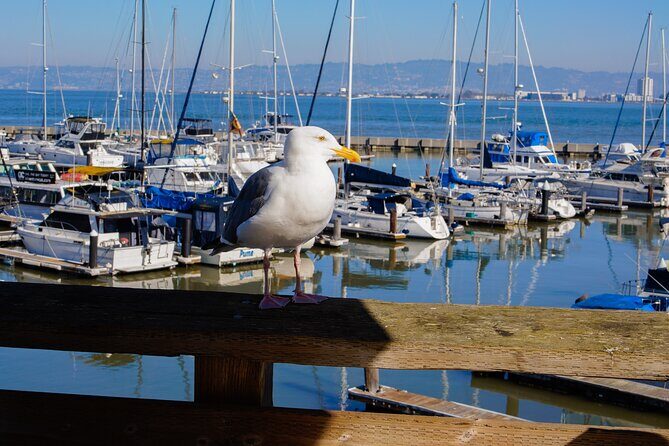 Fisherman’s Wharf & Pier 39 Food Tour - Includes Full Meal, 3 hrs - Pier 39 sea lions: the most photogenic payoff in the route