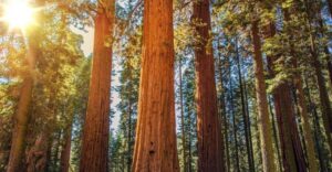 From San Francisco: Guided Tour to Muir Woods - Starting in San Francisco: Meeting Point and Departure Times That Matter