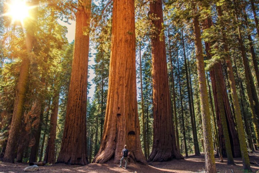 From San Francisco: Guided Tour to Muir Woods - The Scenic Bus Ride: Golden Gate Views With a Real Narrator