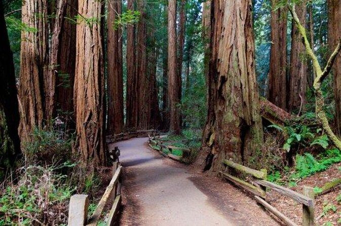 From San Francisco: Muir Woods Tour and Hop-on Hop-off City Tour - From Tower Tours to the Golden Gate: less hassle, more seeing