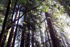 From San Francisco: Muir Woods Tour and Hop-on Hop-off City Tour - Muir Woods National Monument: 260-foot redwoods and a timed walk