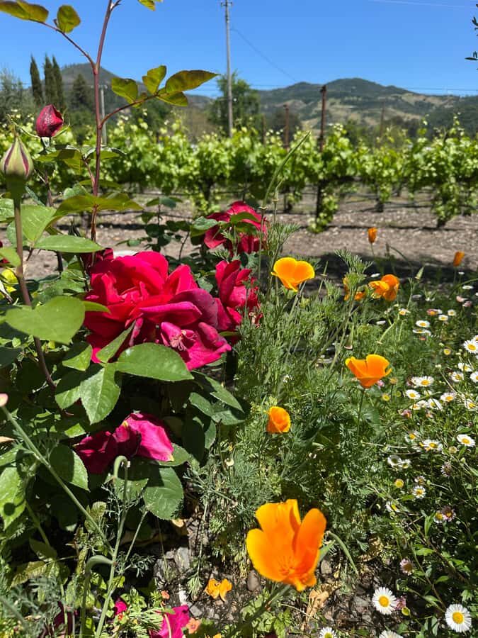 From San Francisco: Napa Valley & Sonoma Private Wine Tour - Who This Tour Suits Best (And Who Might Prefer Another Option)