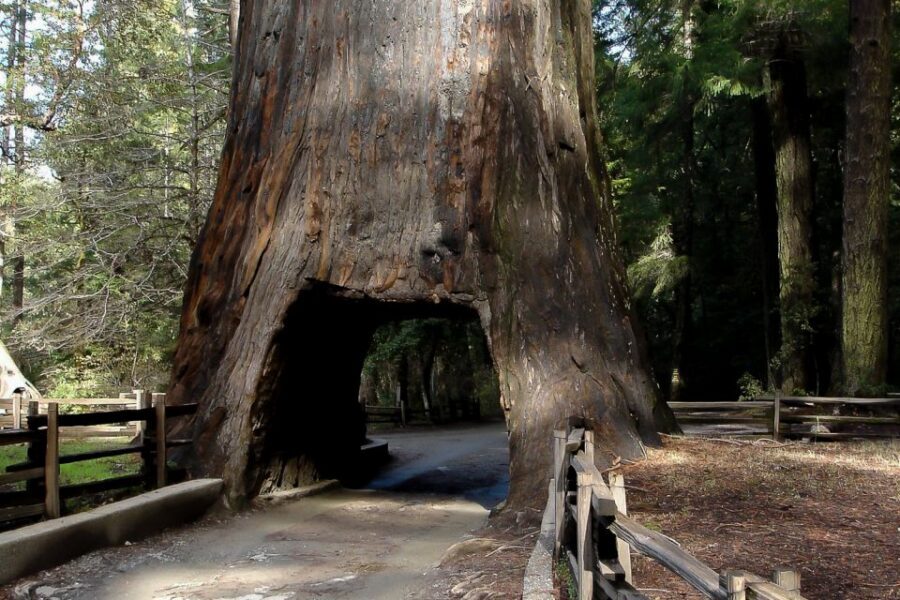 From San Francisco: Yosemite Private Full-Day Trip - Yosemite National Park Time: How to Enjoy the Valley Without Feeling Rushed