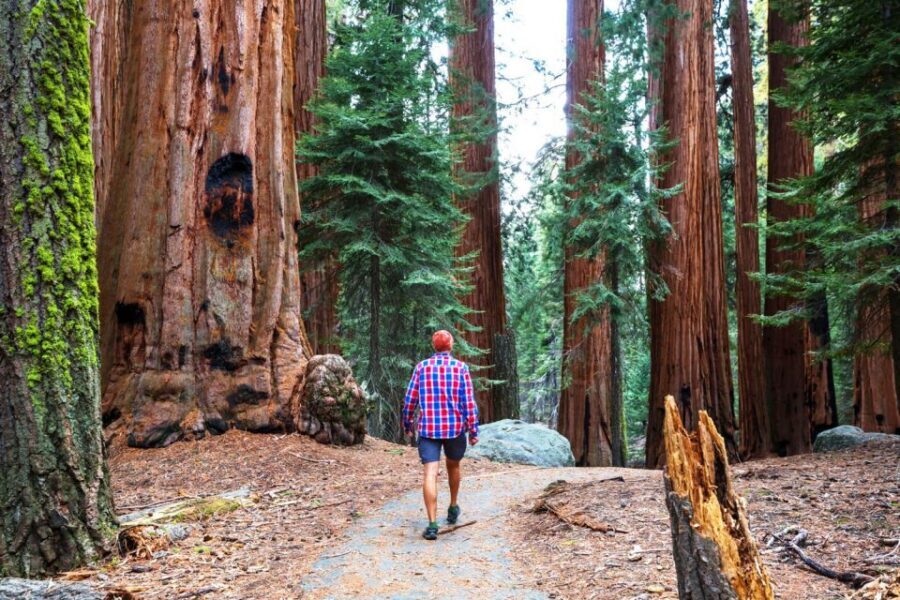 From San Francisco: Yosemite & Tahoe Sierras 4-Day Trip - From San Francisco to Sierra Heights: What the Route Really Feels Like
