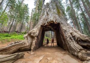 From San Jose:Enchanted Full Day Yosemite National Park Tour - The small-group van setup (private transportation, guide, and water)