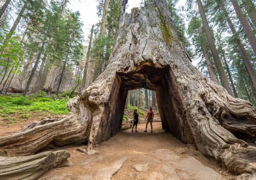From San Jose:Enchanted Full Day Yosemite National Park Tour - The small-group van setup (private transportation, guide, and water)