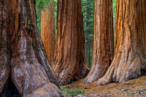 Giant Redwoods Tour Including a 5-Course Winery Lunch - Kendall-Jackson Culinary Garden: where the meal starts before lunch
