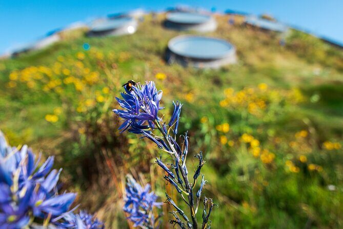 Golden Gate Park Tour With California Academy of Sciences Ticket - De Young and the Hamon Observation Tower: Panoramas When the Weather Behaves