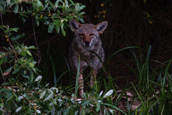 Golden Gate Park Twilight Wildlife Walking Tour - Key Highlights You Should Know Before You Go