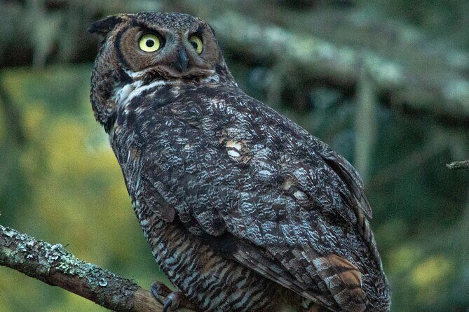 Golden Gate Park Twilight Wildlife Walking Tour - Owls at Dusk: Patience, Sound, and Realistic Expectations