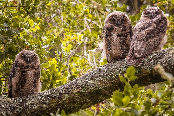Golden Gate Park Twilight Wildlife Walking Tour - Price and Value: Is $40 Worth It?