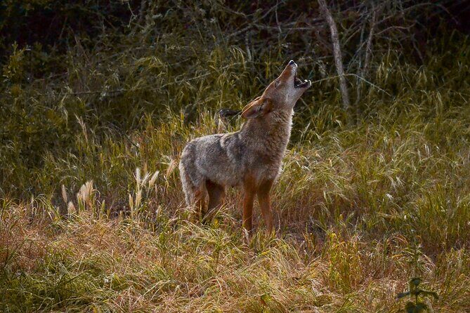 Golden Gate Park Twilight Wildlife Walking Tour - Quick Practical Tips Before You Book
