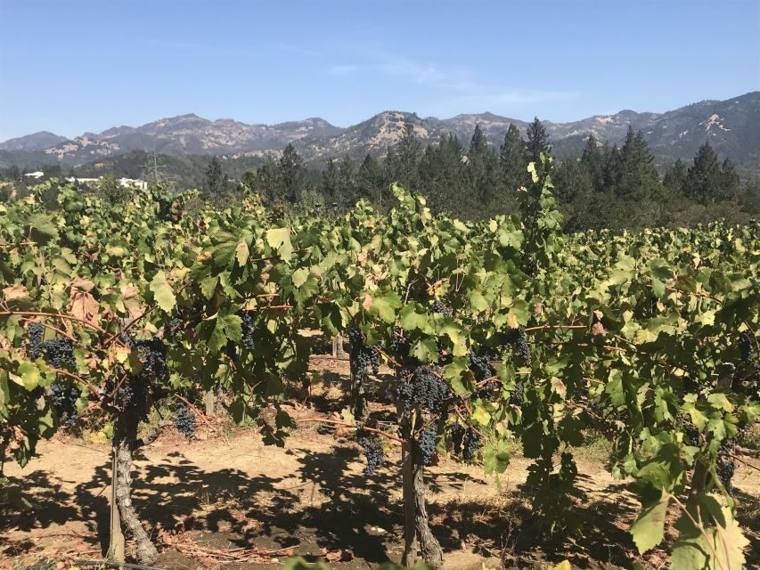 Guided Private Wine Tour to Napa and Sonoma Wine Country - How a Private Napa and Sonoma Day Feels Different