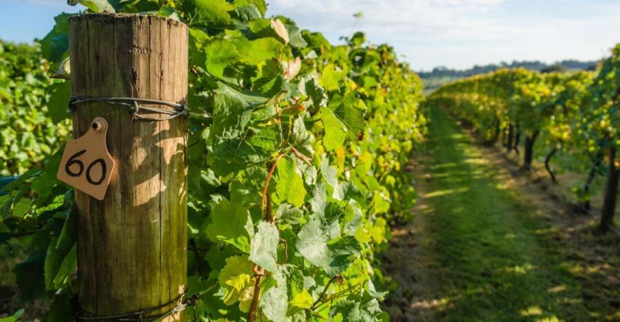 Guided Private Wine Tour to Napa and Sonoma Wine Country - What You Learn Beyond the Pour