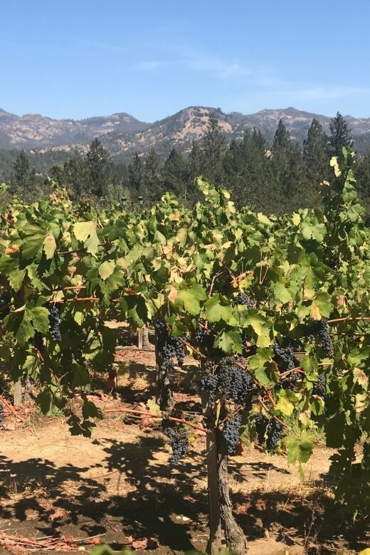 Guided Private Wine Tour to Napa and Sonoma Wine Country - Choosing Wineries: Boutique Feel vs Larger Operations