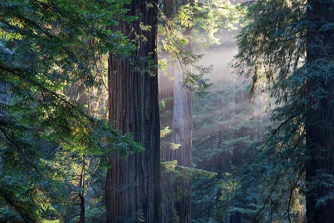 Mix & Save: Muir Woods and Sausalito + Escape From the Rock Cruise - A smooth, scenic loop: from Union Square to the redwoods