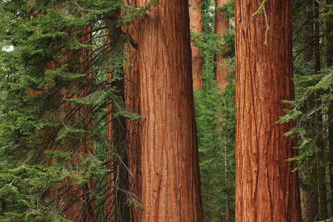 Mix & Save: Muir Woods and Sausalito + Escape From the Rock Cruise - Logistics that can surprise you (so plan early)