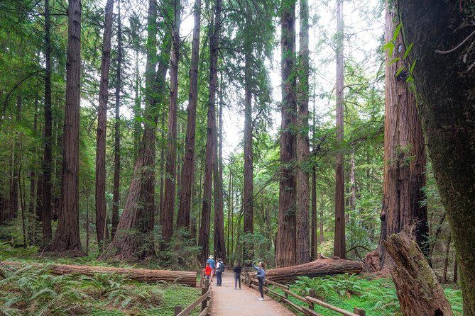 Mix & Save: Muir Woods and Sausalito + Escape From the Rock Cruise - Comfort and views on the coach (WiFi and Golden Gate moments)