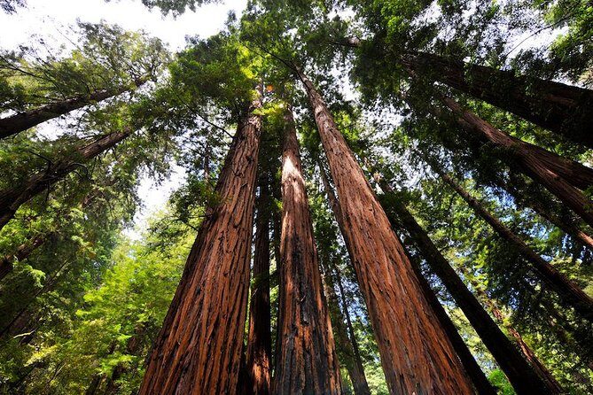 Muir Woods and Sausalito Afternoon Tour Small-Group Half-Day - A half-day plan that still feels like a real escape