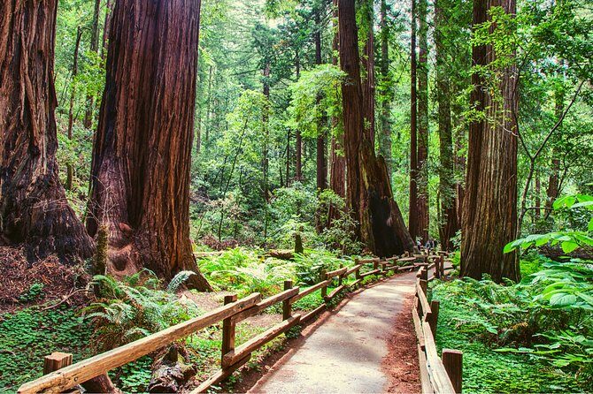Muir Woods and Sausalito + Ferry, Alcatraz Night Tour & Aquarium Access - Muir Woods: The 90-Minute Redwood Reset You Can Actually Enjoy