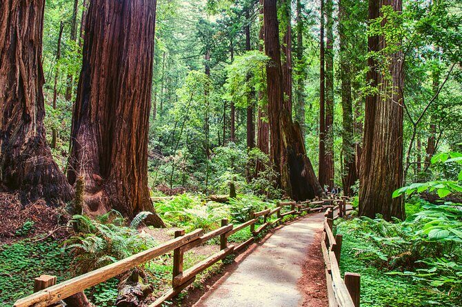 Muir Woods and Sausalito Half Day Tour - Golden Gate Bridge viewpoint: short stop, best use of it