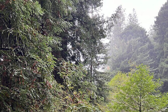 Muir Woods and Sausalito Private Tour - Practical Tips to Make This Half-Day Feel Effortless