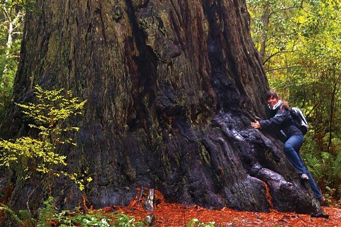 Muir Woods & Napa-8hr-Private Scenic Wine Tour From San Francisco - Sonoma wineries: how to use the 2-hour block well