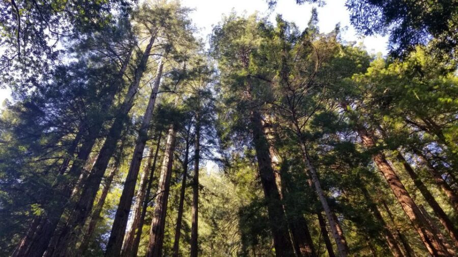 Muir Woods, Sausalito and Ferry back to Fisherman's Wharf - Key things to know before you go
