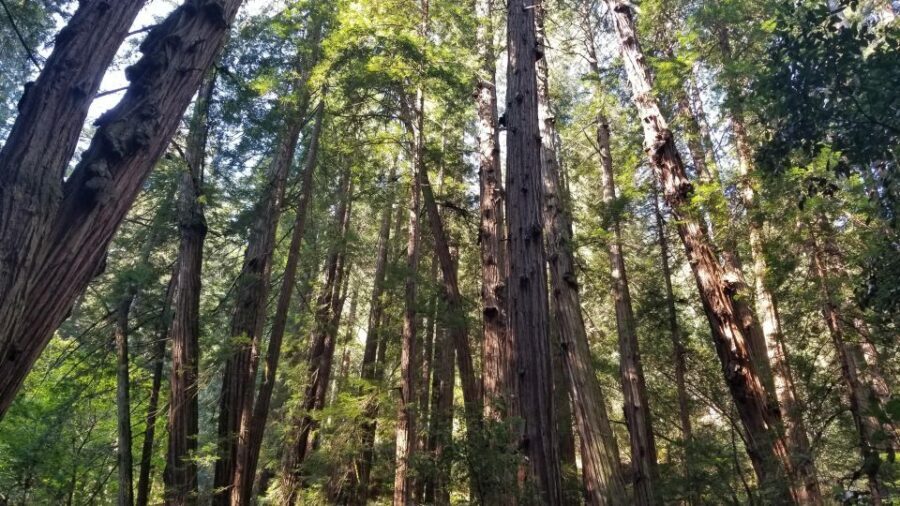 Muir Woods, Sausalito and Ferry back to Fisherman's Wharf - How the day runs: from your hotel to the redwoods and back