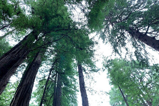 Muir Woods, Sausalito and Golden Gate Bridge - Muir Woods National Monument: Tall Redwoods and a Trail Along Redwood Creek