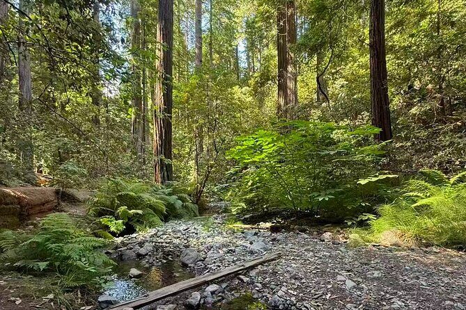 Muir Woods, Sausalito, Battery Spencer Premium Small-Group Tour - Sausalito in one hour: waterfront charm without rushing