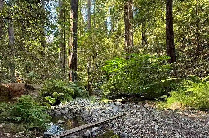 Muir Woods, Sausalito, Battery Spencer Premium Small-Group Tour - Pace, comfort, and why the group size matters