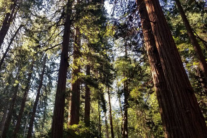 Muir Woods Sausalito Entry & Ferry to Fishermans Wharf included - Presidio and the Palace of Fine Arts: SF Details You Might Otherwise Miss
