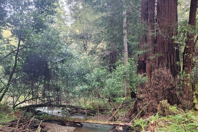 Muir Woods Sausalito Entry & Ferry to Fishermans Wharf included - Marin County Views on the Way to Muir Woods