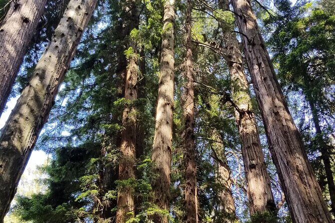 Muir Woods Sausalito Entry & Ferry to Fishermans Wharf included - Ferry Back to Pier 41: Choose the Time and Enjoy the Water