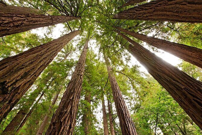 Muir Woods & Sausalito: Small Group Experience - Who This Tour Fits Best (and Who Should Rethink It)